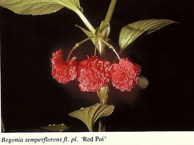 B. ‘Red Poi’